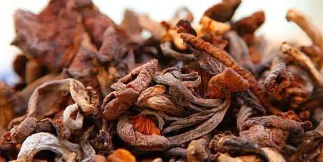 东北有哪些特产呢？