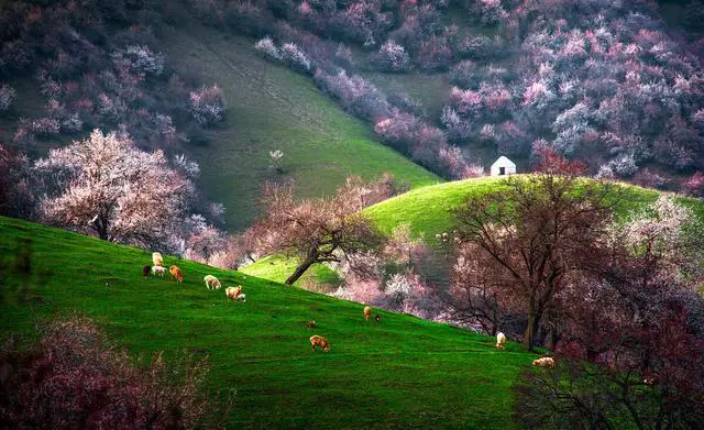 中国哪里有花海?国内花海旅游景点