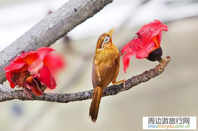 旅游行业要不要咬紧牙关再熬一年？