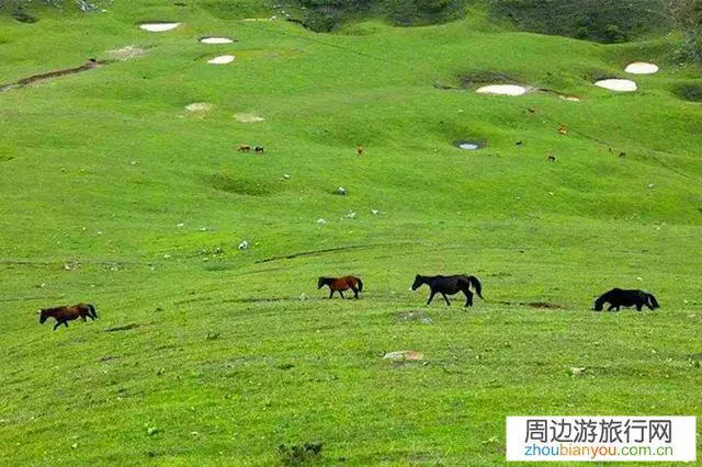 甘肃省陇南市千坝草原怎么样？