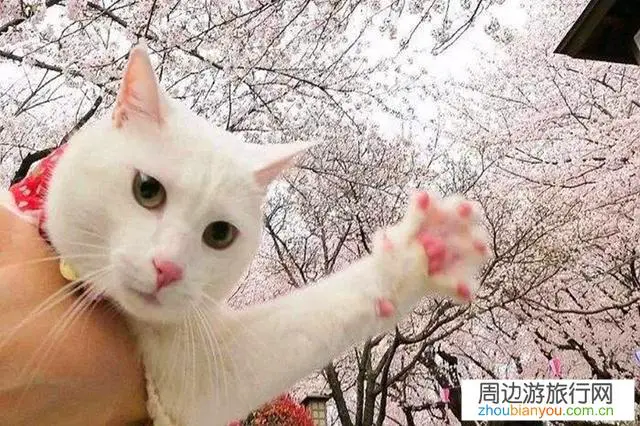 武汉大学的樱花为什么会吸引那么多人去看?今年还能不能去拍摄?