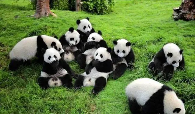 去成都看大熊猫游玩攻略