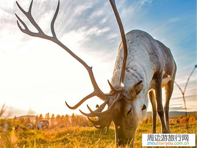 呼伦贝尔有哪些适合四五十人的多人团的旅游路线或方案？