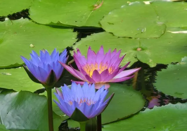 三潭印月有什么特色？