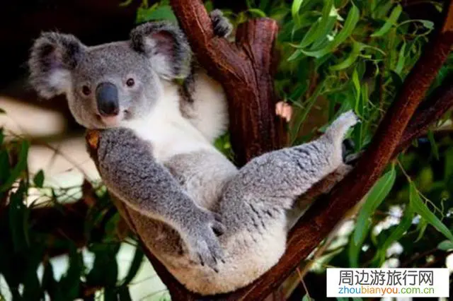 春节去澳洲旅游刚回来,如何在低调的前提下让亲戚朋友同事都知道?