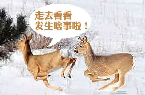 狍子是真的傻吗?