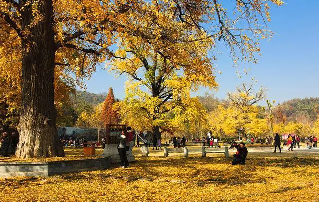 孝感安陆古银杏森林公园什么时候去最好?