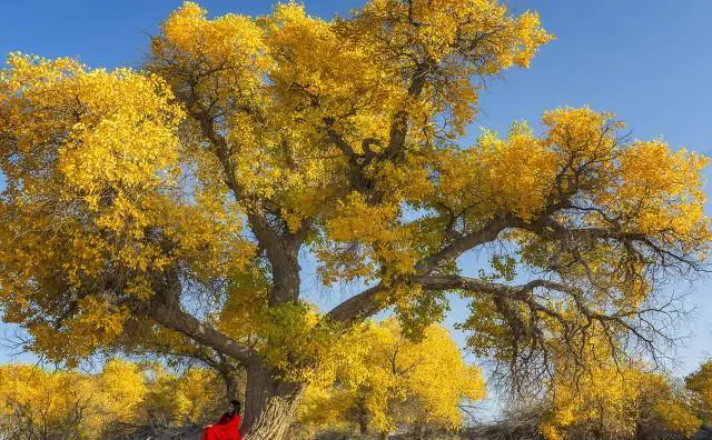 去额济纳胡杨林旅游，让你最接受不了的是什么？