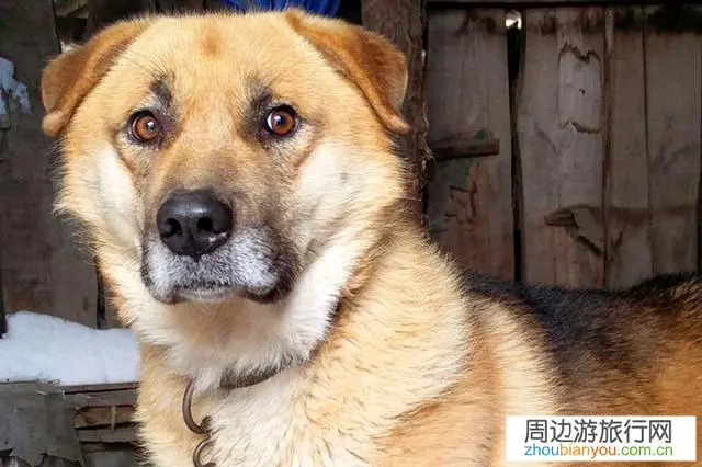 到一些网红古村落景点经常遇到狗,不知如何应付,有何高招?