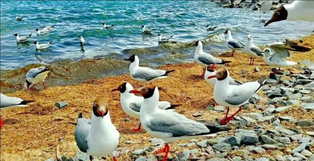 口罩过后去哪里观鸟?哪里有好玩的观鸟点?