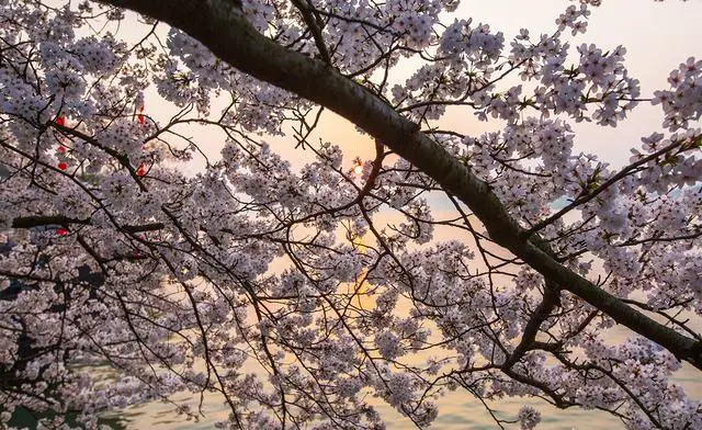 观赏樱花在国内去哪里最好？