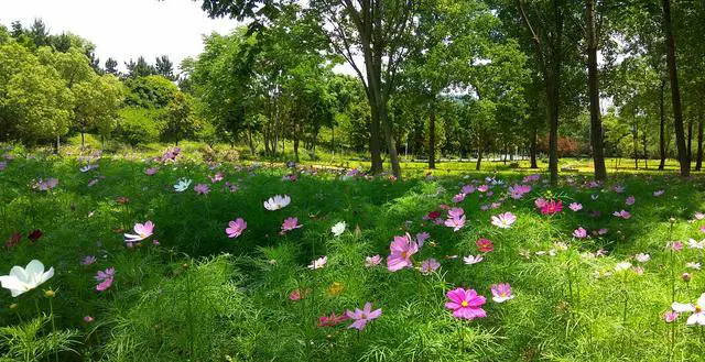 三亚鲜花满地,什么花最好看呢?