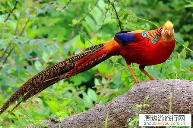 想去三门峡甘山森林公园看红叶，啥时候去合适？听说有野生红腹锦鸡，有机会拍到吗？