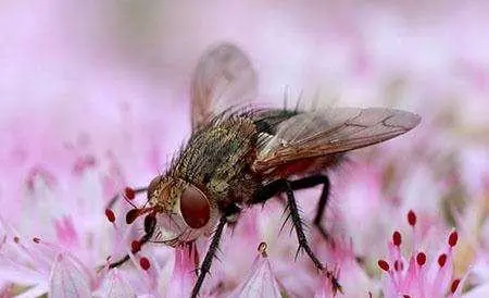 人们都觉得苍蝇脏，苍蝇有没有不脏的？