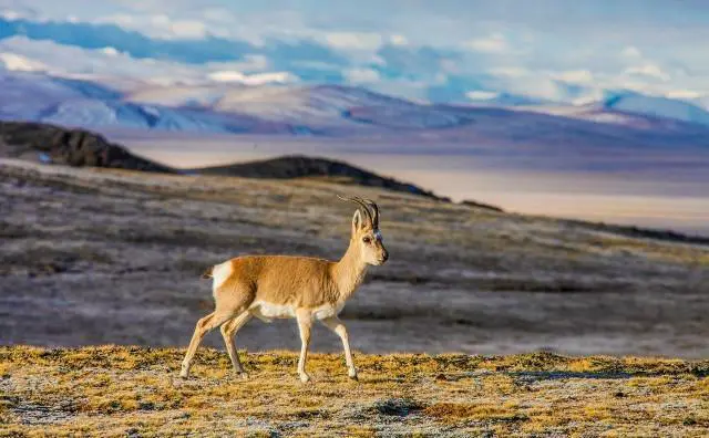 拼车结伴自驾游过程中，你遇到过哪些奇葩的人和奇葩的事？