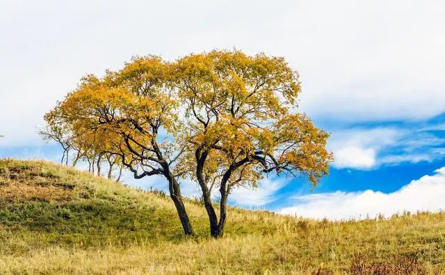 想带孩子去内蒙古看草原，从北京出发，去哪里看比较好？