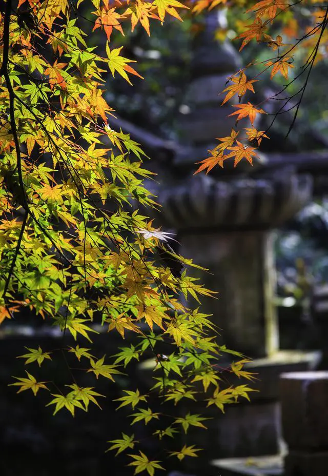 如果只能停留一天，南京旅游赏秋哪里最值得去？