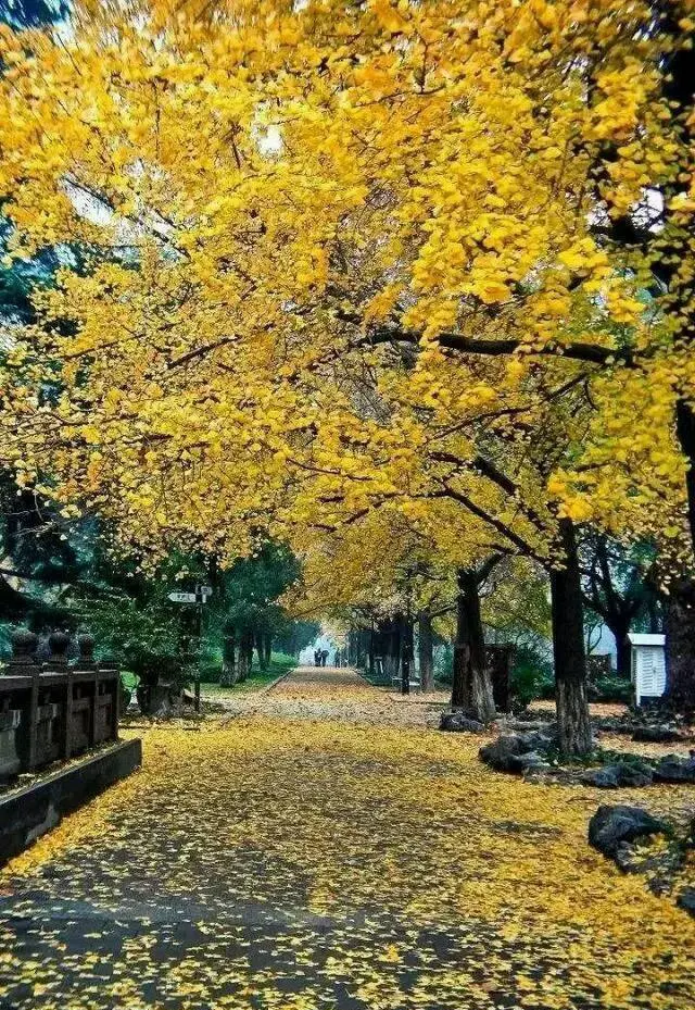 如果只能停留一天，南京旅游赏秋哪里最值得去？