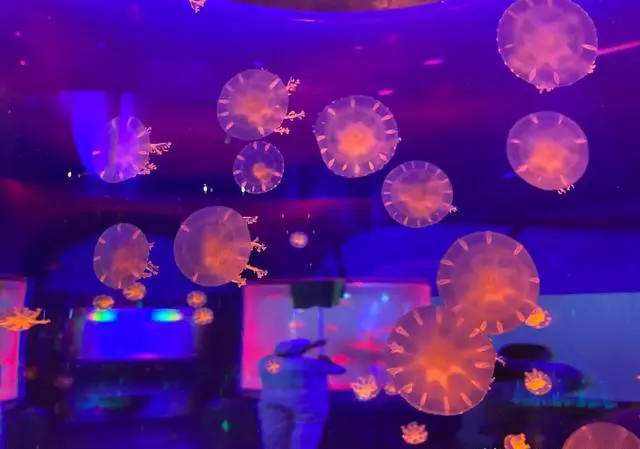 在上海上下班高峰期什么出行方式和出行策略最快?