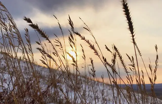 内蒙古有哪些知名的大草原?