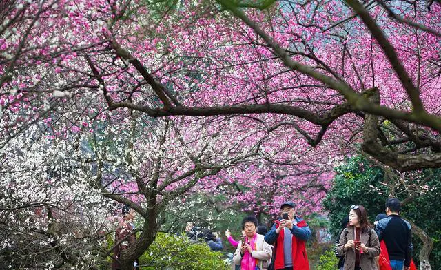 杭州有哪些赏梅的好去处？