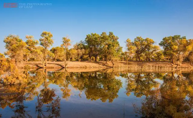 新疆胡杨林在哪里看最好？