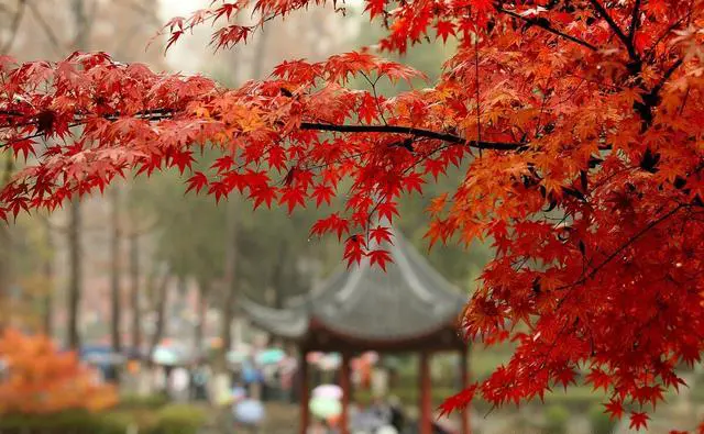 如果只能停留一天，南京旅游赏秋哪里最值得去？