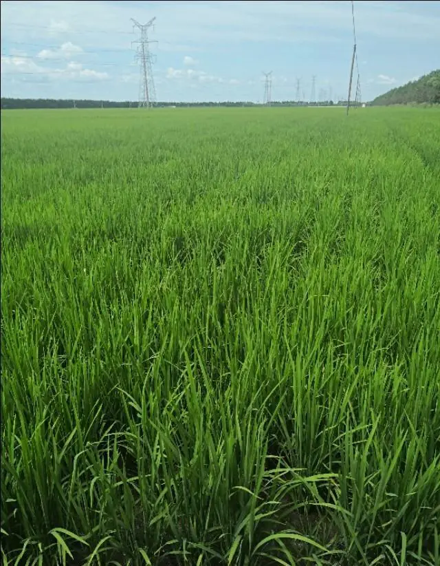 “自驾游”应注意哪些安全问题？怎样安排才能游得惬意？