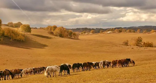 为什么张家口的草原天路被称为中国的66号公路?