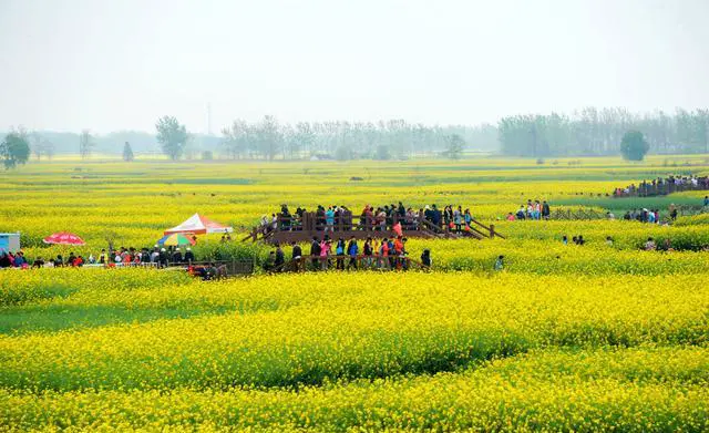 中国哪里有花海?国内花海旅游景点
