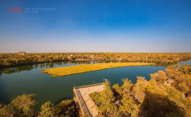 新疆胡杨林在哪里看最好？
