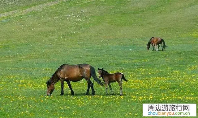 我是湖南怀化的去草原的最佳路线怎么走？