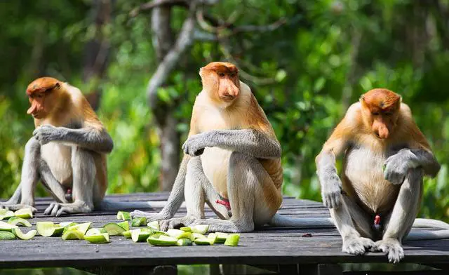沙巴和巴厘岛哪个更好玩?