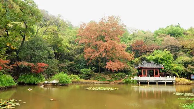 如果只能停留一天，南京旅游赏秋哪里最值得去？