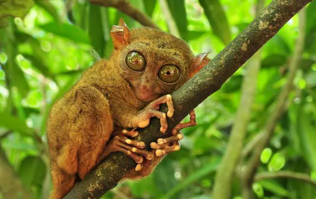 菲律宾薄荷岛有哪些好玩的地方？