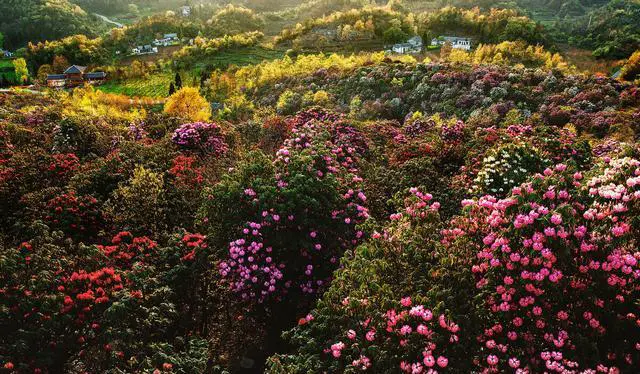 4至5月适合去哪里踏春旅游?