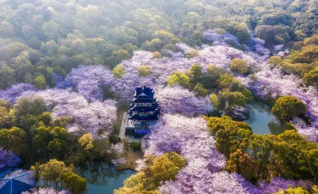 中国哪里有花海?国内花海旅游景点