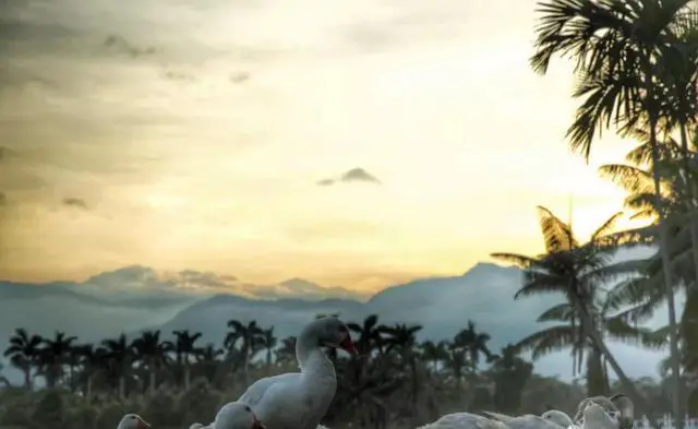 弯弯环岛自由行有什么旅游攻略吗？