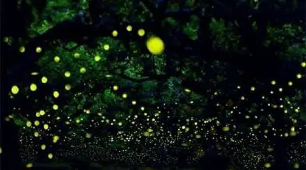 菲律宾薄荷岛有哪些好玩的地方？