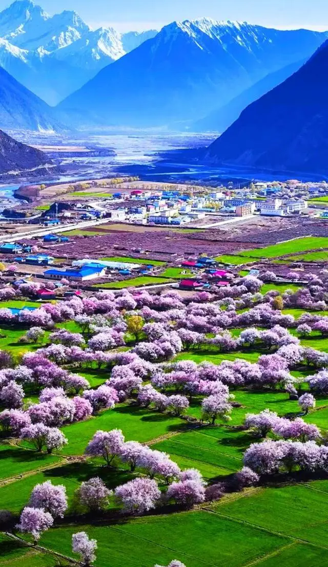 中国哪里有花海?国内花海旅游景点