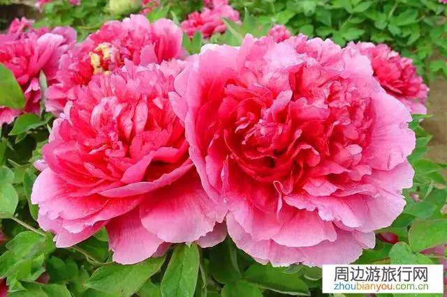 口罩之下，今年的洛阳牡丹花会还会如期举行吗？