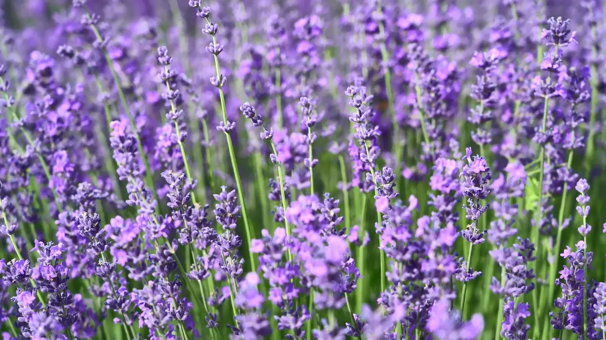 四月喀什旅游价格_四月喀什旅游价格走势