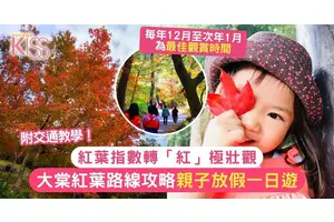 大棠紅葉2025交通教學｜親子一日遊路線攻略＋紅葉指數轉「紅」