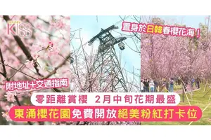 東涌櫻花園2025免費開放！赤鱲角南路交通/泊車/花期一覽