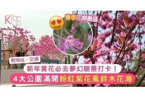 紫花風鈴木花2025｜春季賞花靚景打卡！康文署4大公園滿開粉紅花海