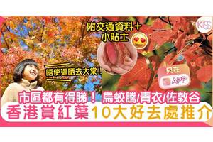 香港紅葉2024打卡9大勝地！親子行山烏蛟騰/九龍寨城公園 附紅葉指數
