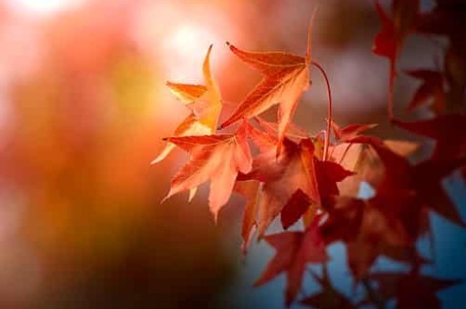 介绍桂林旅游景点的英语作文日记六年级下册，去桂林旅游英语作文