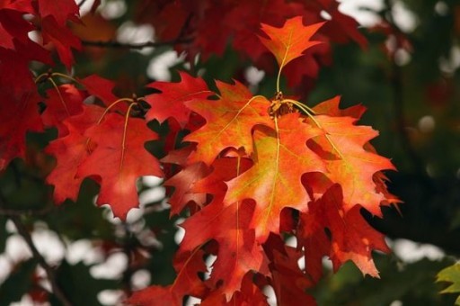 桂林桃花湾旅游景点介绍，桂林桃花岩景区