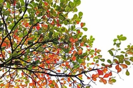 吉林省境内旅游景点推荐，东北三省必去十大景点