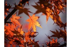 桂林奇峰镇旅游景点介绍图片，桂林奇峰镇有几个部队